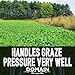 Domain Outdoor Comeback Kid Food Plot Seeds for Deer, Special Varieties of Clover & Alfalfa, Great to Plant in Spring, High Protein Forage, Year-Round Attraction, Lasts up to 5 Years, 4 Acre