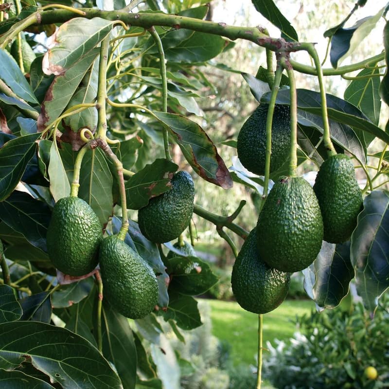 HASS Avocado Tree Live Plants – 1-2 Ft Live Plant | Delicious Avocados for Fresh Eating & Home Gardening | No Ship to CA,HI,AK