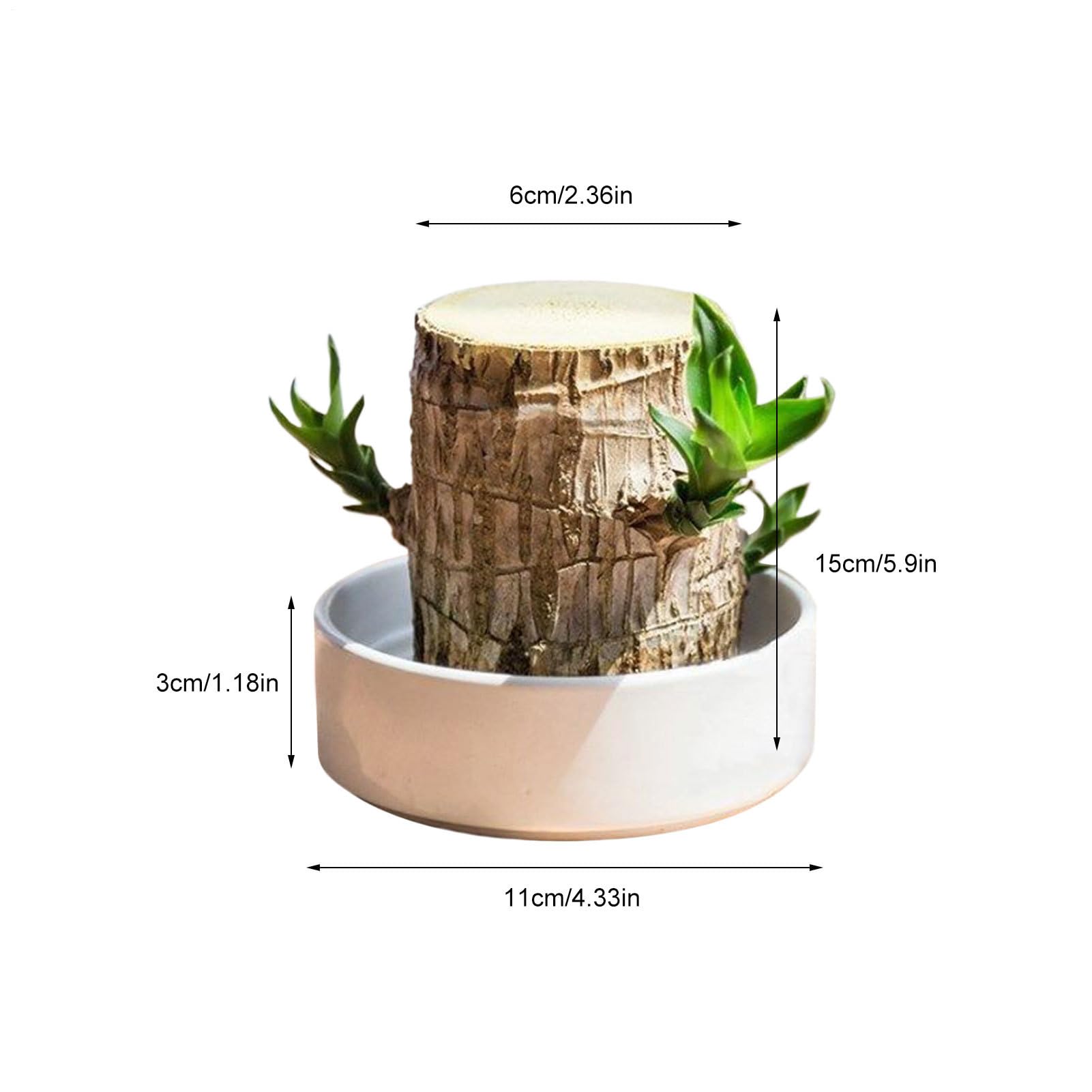 Pianta di Legno del Brasile Ornamento Naturale di Ceppo | Ceppo D'Albero Idroponico In Legno Per Interni Ufficio Libreria Soggiorno Cucina Balcone Scrivania Computer