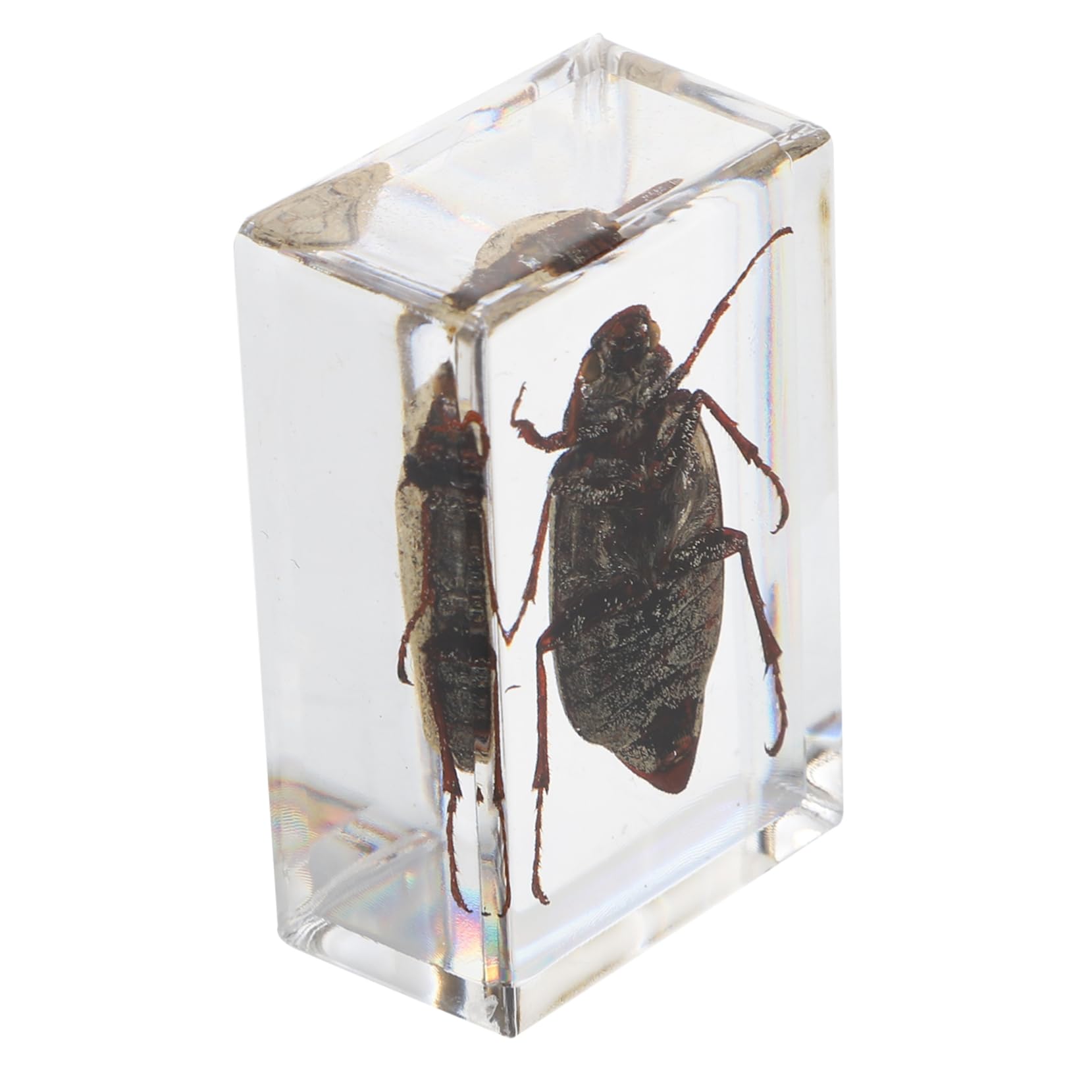 Gatuida Unique Crystal Specimens 1 Pc Science Education Resin Specimen Present for Boys and Girls Beautiful Samples Creative Amber Specimens Office Decorations