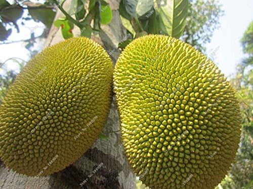 SVI Thailand imported Durian fruit seeds Golden Pillow Durian Fruit 5pcs
