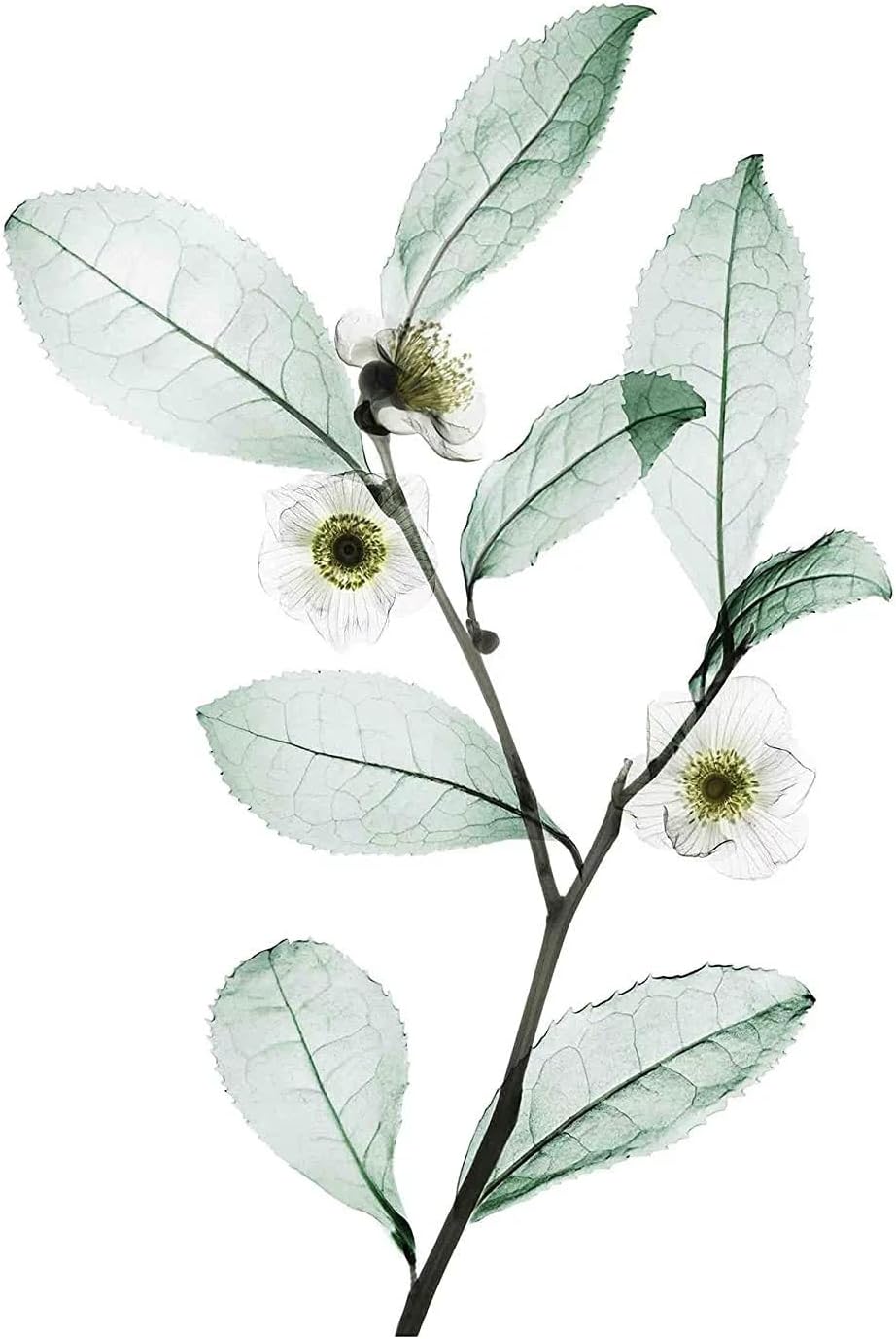 NEXXUS NEXUSS DIAMETRESS Volumizing Shampoo 13.50 oz (Pack of 3)