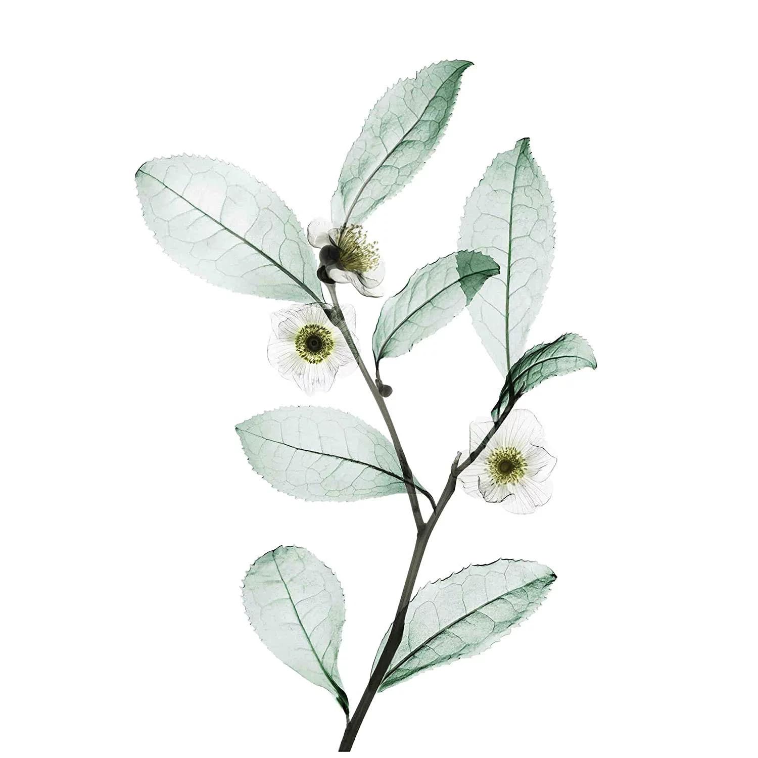 Nexxus DIAMETRESS Volumizing Shampoo 13.50 oz (Pack of 2) - Image 3