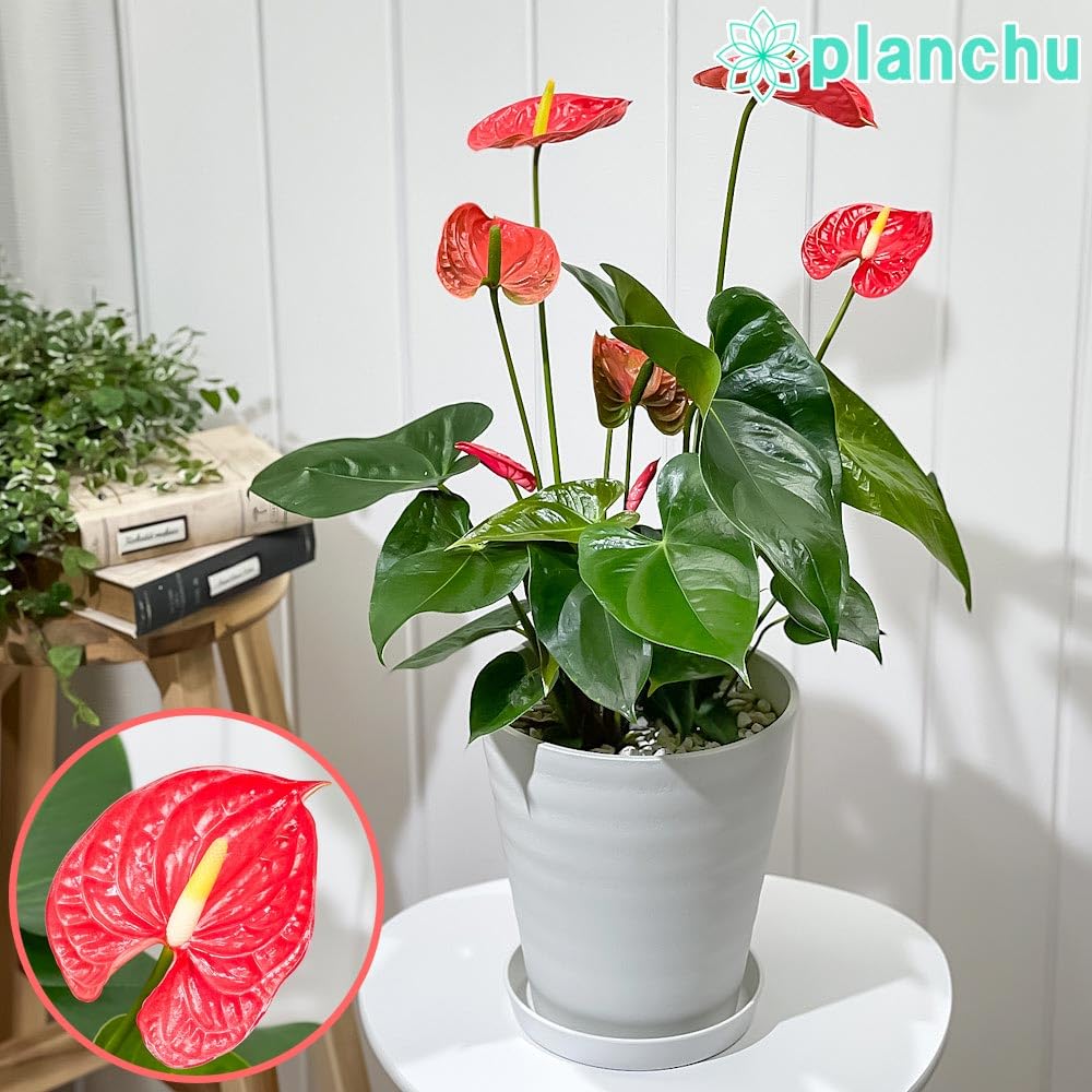 Amazon｜PLANCHU 観葉植物 アンスリウム マデュラル 7号鉢 受け皿付き