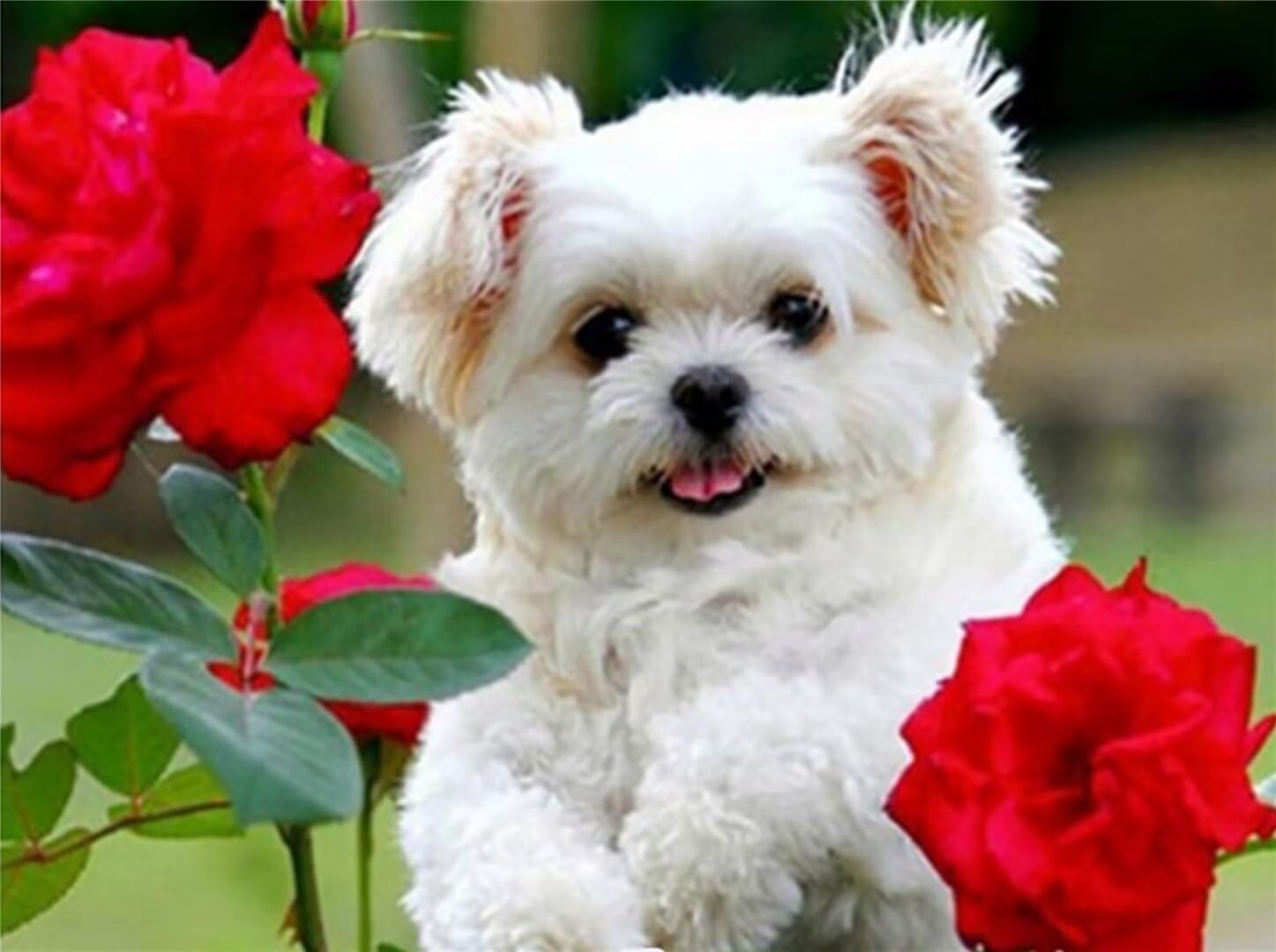 Broderie tableau perle diamant painting chien de rose haut de gamme
