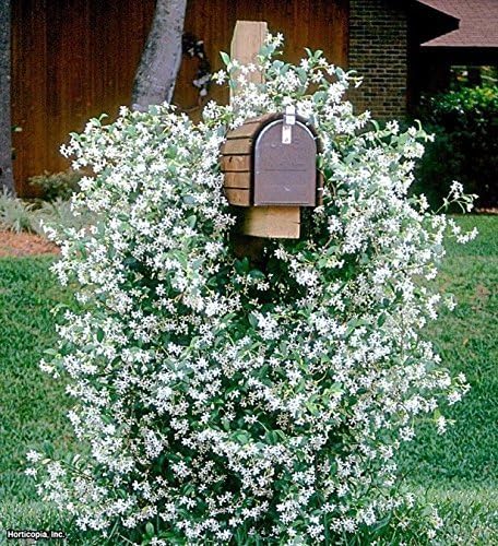&Trachelospermum jasminoides evergreen star jasmine climbing plant