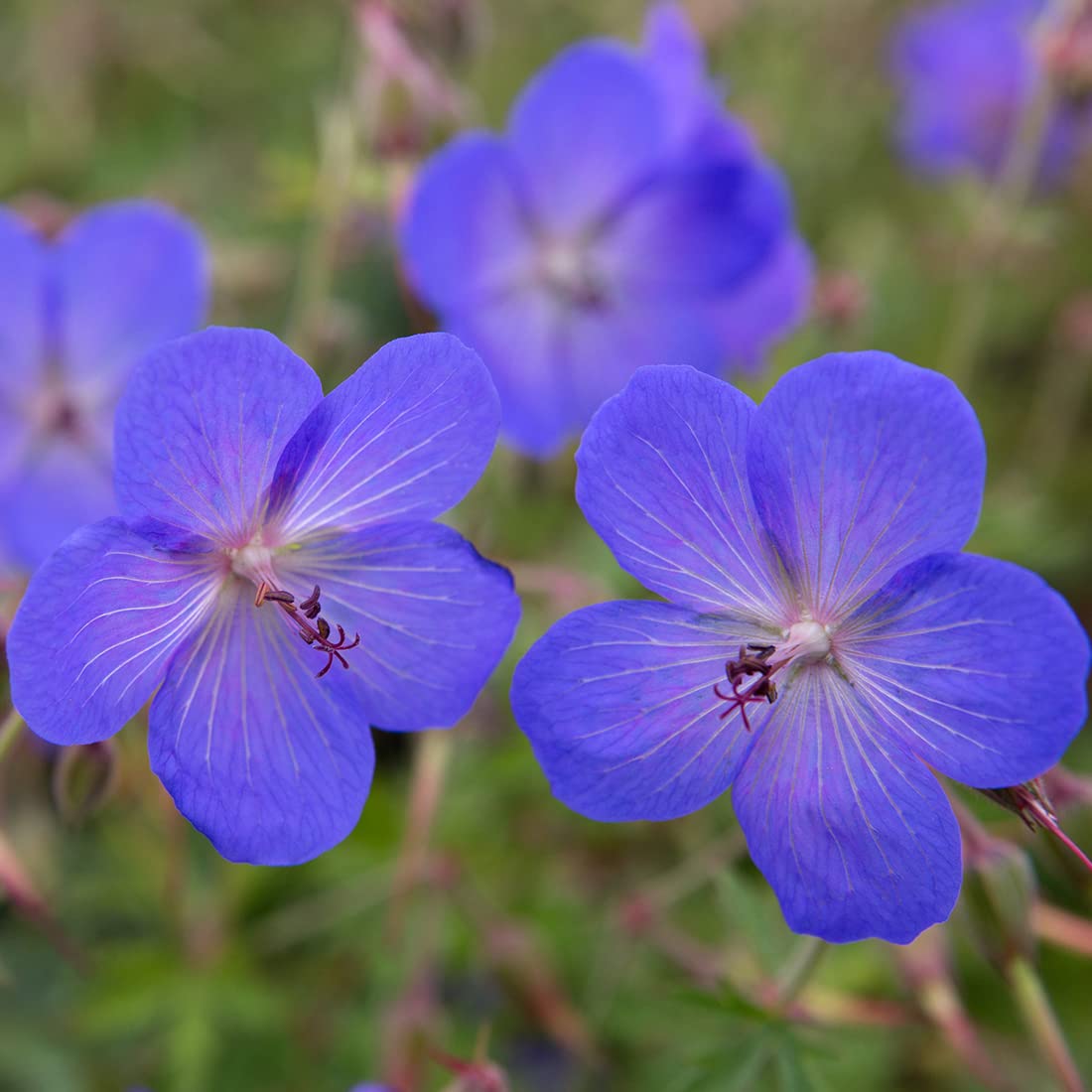 6 x Géranium vivace 'Johnson's Blue' - Geranium 'Johnson'S Blue' - Godet 9x9cm - Bleu clair, attrayant pollinisateurs, bordures