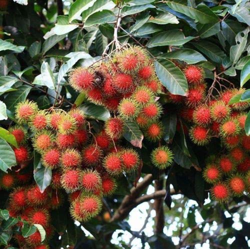 Arlo Gardens Tasty Fruit Live Plant 