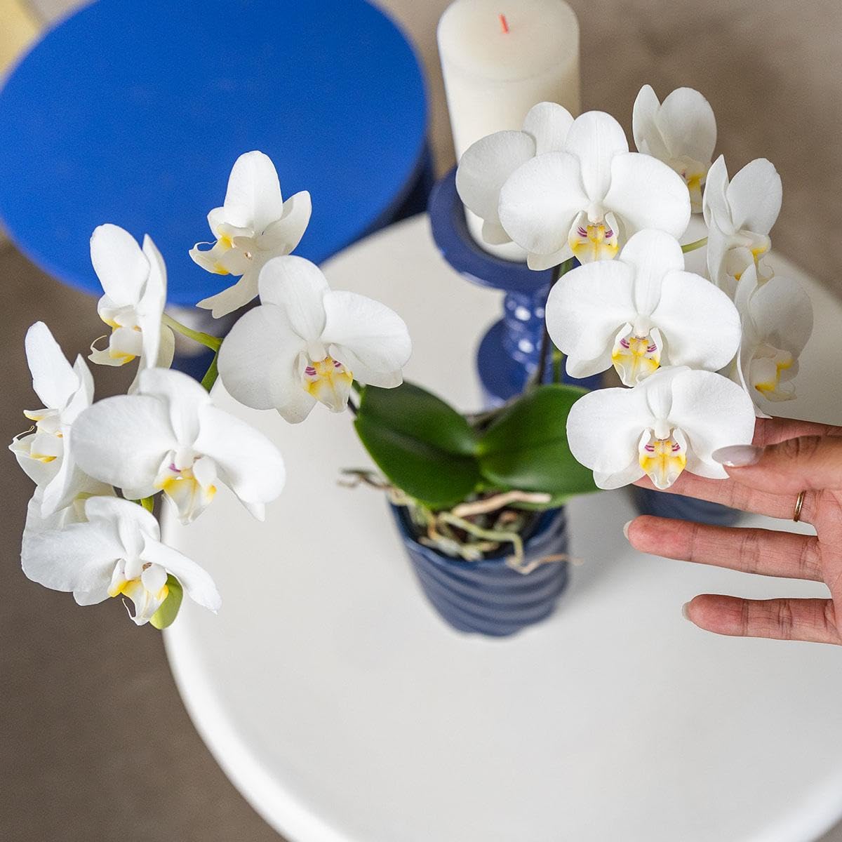 Kolibri Orchids | Orchidée Phalaenopsis - 40cm de haut - Ø9cm | blanc|
