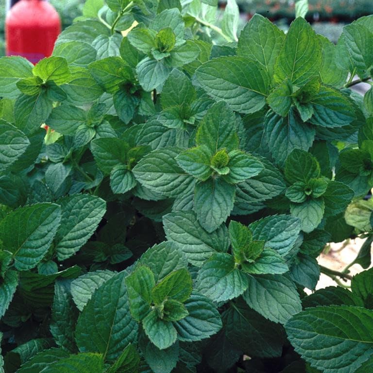 Mint 'Moroccan' - (Mentha Viridis) Living herb - Fresh herb - Grow Your own - Evergreen Garden Plant | Tasty Culinary Herb by Park Farm Plants (6 x Plug Plants)