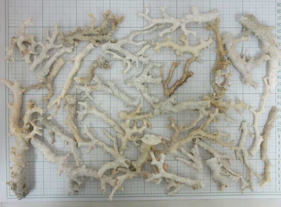 珊瑚　サンゴ　さんご　原木　材料　ルース　Ｚー2 珊瑚 サンゴ さんご 原木 材料 ルース Zー2 珊瑚原木サンゴさん