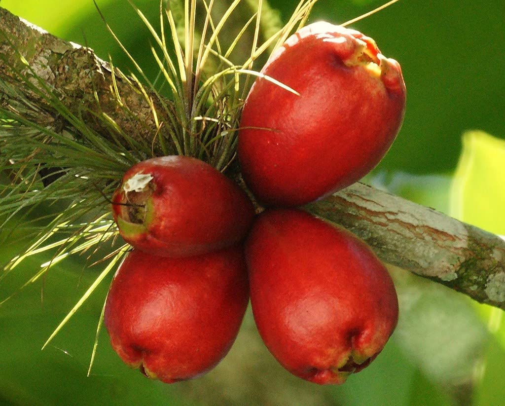 Ohhsome Malay Apple Thrives In Humid Climates Malayan Apple| Rose Plant (Healthy Live Plant) (B09HN4C86Z) Amazon Price History, Amazon Price Tracker