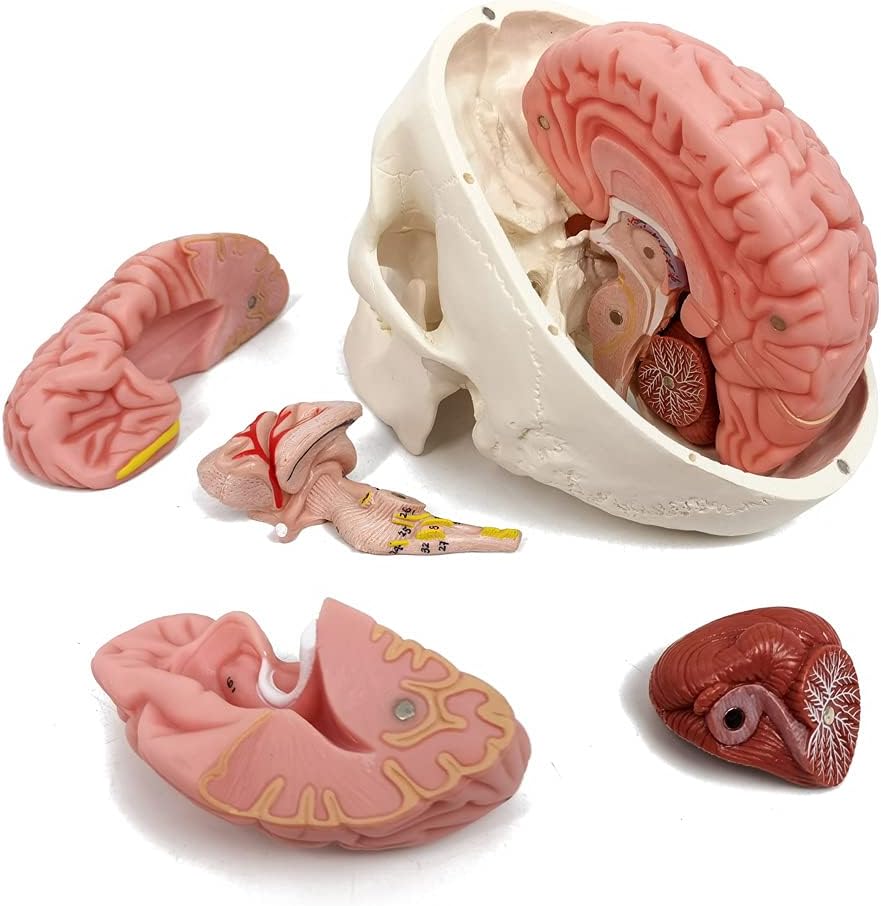 Human Skull and Brain Model, with Sutures Numbered, Life Size, Anatomical Human Head Model W/Brain, Human Skull - Image 5