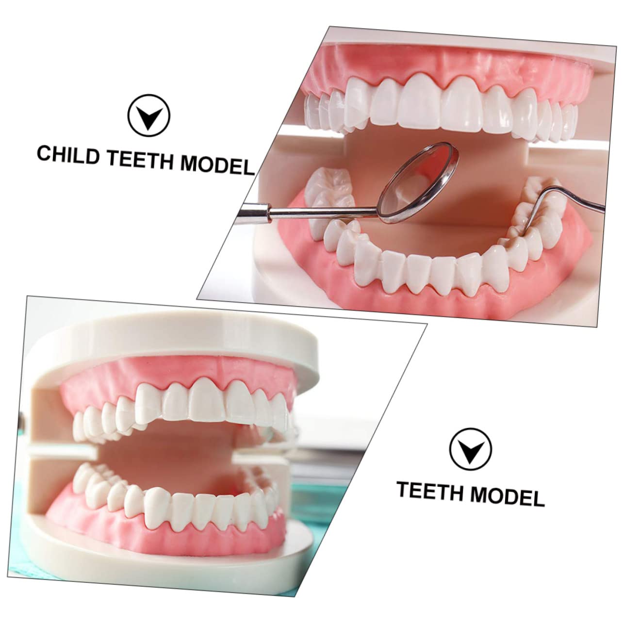 Cabilock Standard Dental Model for Boys and Girls Educational Oral Cavity Typodont Child Teeth Model for Teaching Dental Hygiene and Anatomy