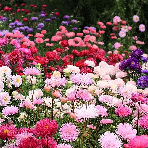 Semillas resistentes de crisantemo - jardín rocas regalos 400pcs