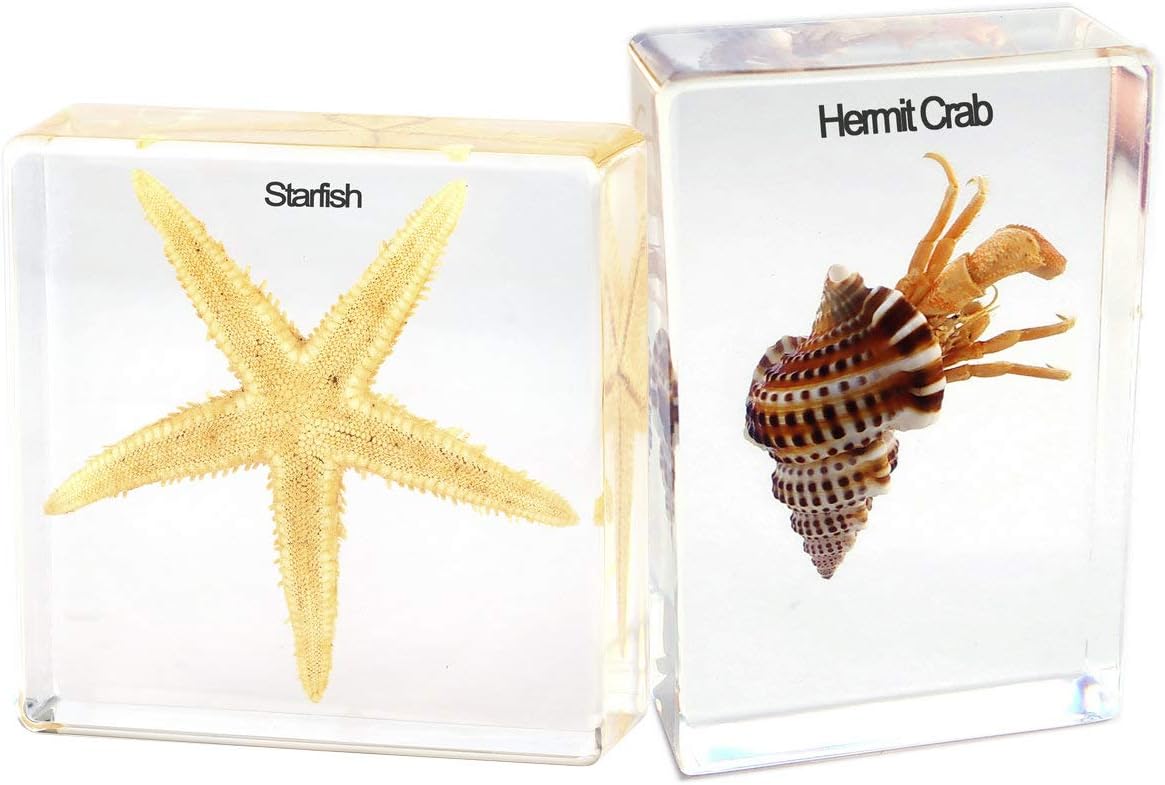 Resin Embedded Specimen Paperweights for office, Lucite Science Education Gift,Marine Home Décor of Starfish and Hermit Crab - 2Pack