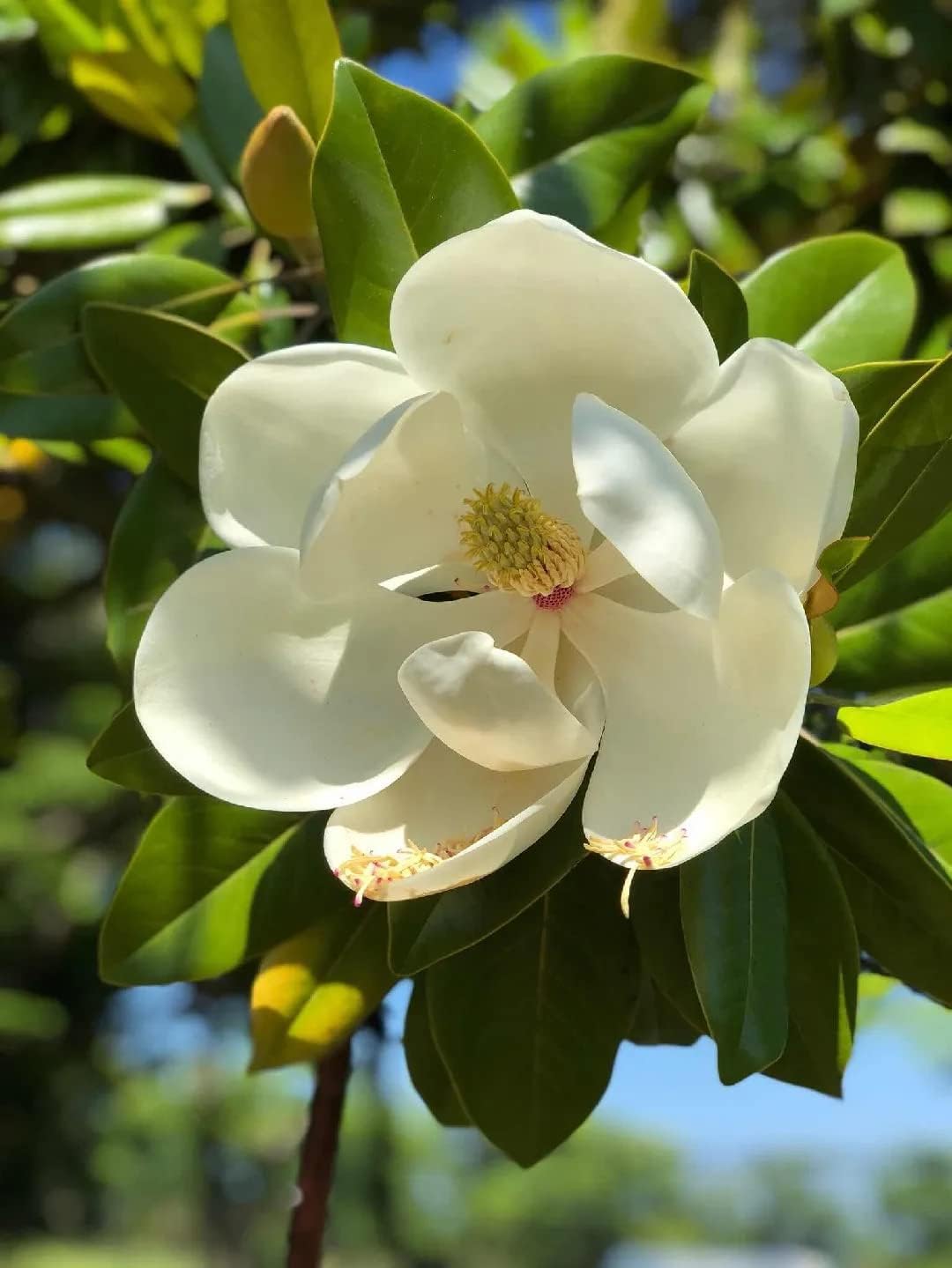 Magnolia grandiflora Gallisoniensis pianta sempreverde in vaso ø22/24 cm h 50/70 cm Vivaio di Castelletto