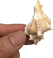 Vista 5 de PEPPERLONELY Pequeñas conchas marinas perforadas con mezcla de conchas, 6 oz aprox. 60+ carcasas de PC, 1-1/2 pulgadas