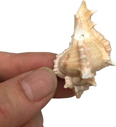 Miniatura 5 de PEPPERLONELY Pequeñas conchas marinas perforadas con mezcla de conchas, 6 oz aprox. 60+ carcasas de PC, 1-12 pulgadas