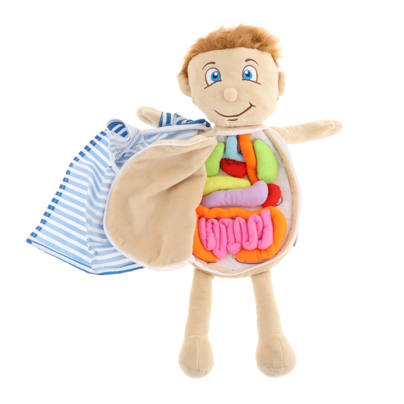 Modelo Interactivo de Anatomía Humana: Una Herramienta Educativa Fascinante para Niños, Multicolor2, 49x33x6cm