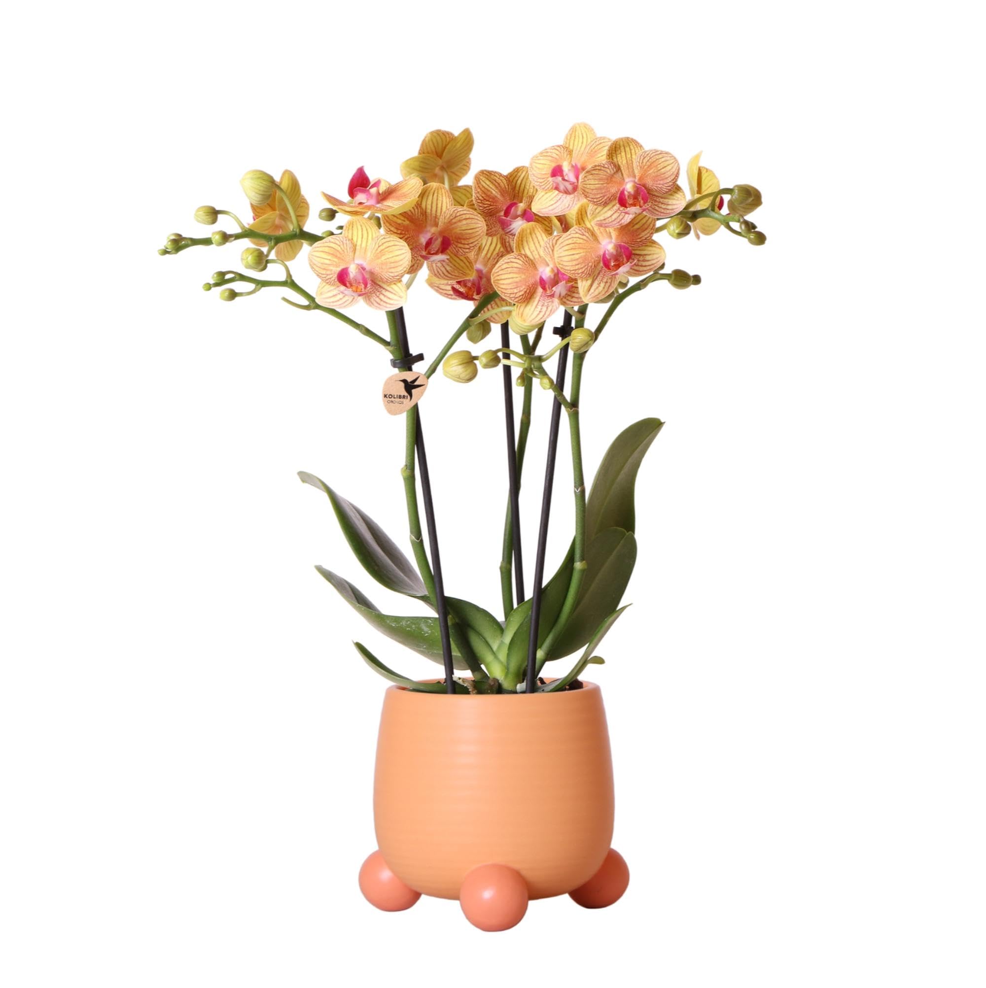 Kolibri Orchidées | Orchidée Phalaenopsis orange - Jamaïque + Happy Face Pot décoratif Peach - Taille du pot Ø 9 cm - 40 cm de haut | Plante d'intérieur à fleurs dans un pot de fleurs - Frais du