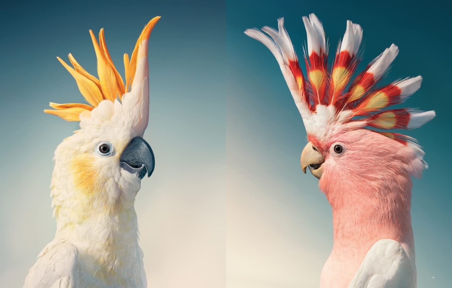 Vögel: Eine fotografische Liebeserklärung in Porträts. Foto-Bildband Vögel der Welt. Wissensbuch des Jahres 2022
