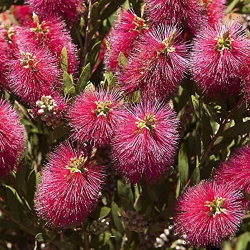 Plants Point Dwarf Bottle Brush Profuse Flowering Zealand Callistemon Captain Cook 1 Live Plant (B081P8BSDS) Amazon Price History, Amazon Price Tracker