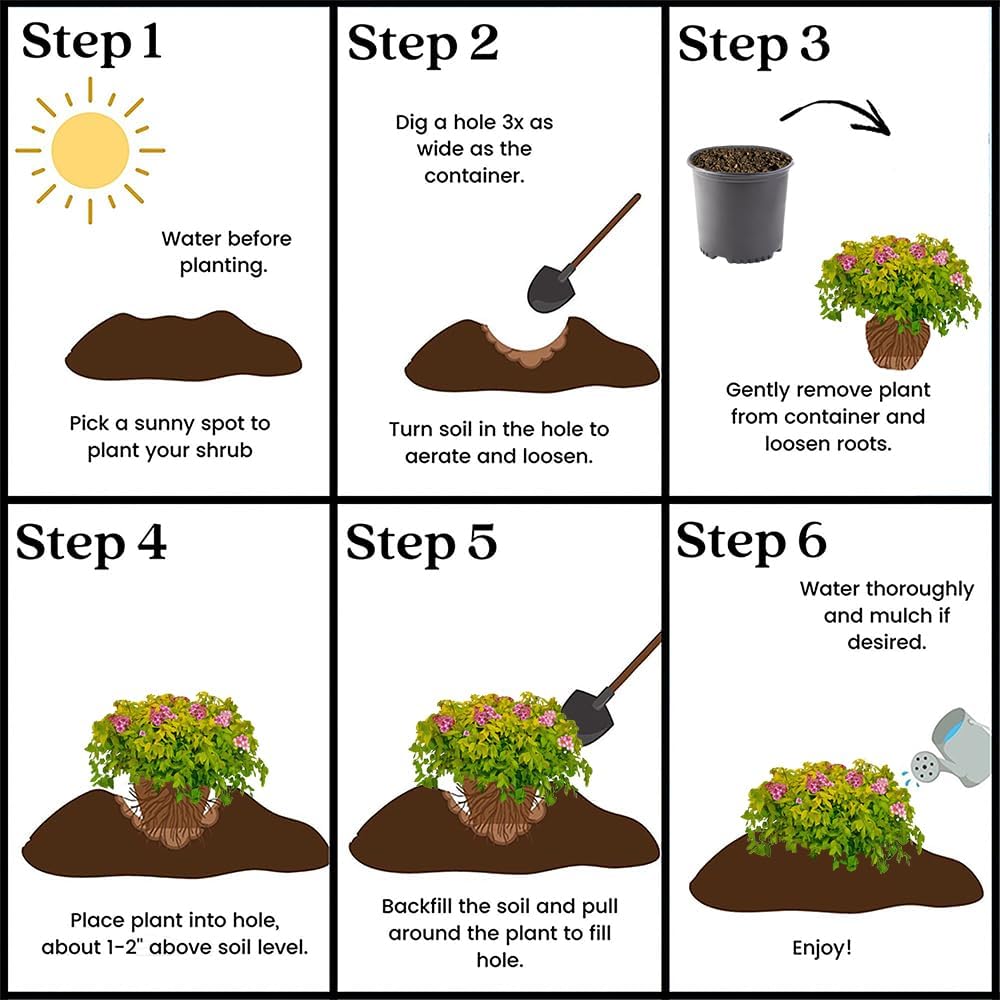 Spirea 2.25 Gal. Goldmound Spirea Shrub