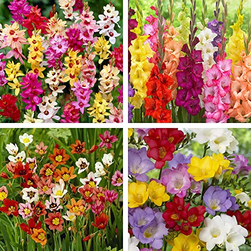 35 x Garden Pack Ixia Corn Lily Mixed Freesia Single Mixed Gladiolus Grandiflora Mixed and Sparaxis Tricolour Perennial Summer Flowering Bulbs for Your Beautiful Garden