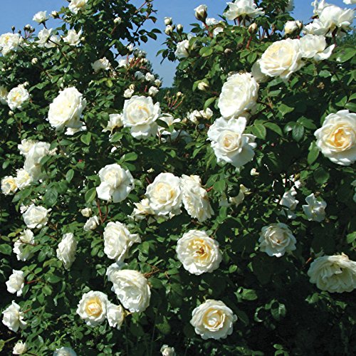 Buy Stargazer Perennials Cloud 10 Rose Plant Potted Reblooming Upright