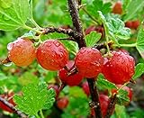 Amish Red Gooseberry Bush - Eat Fresh or Baked - 4