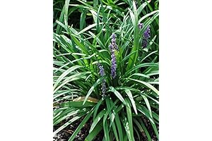 Perennial Farm Marketplace Lilyturf Seeds