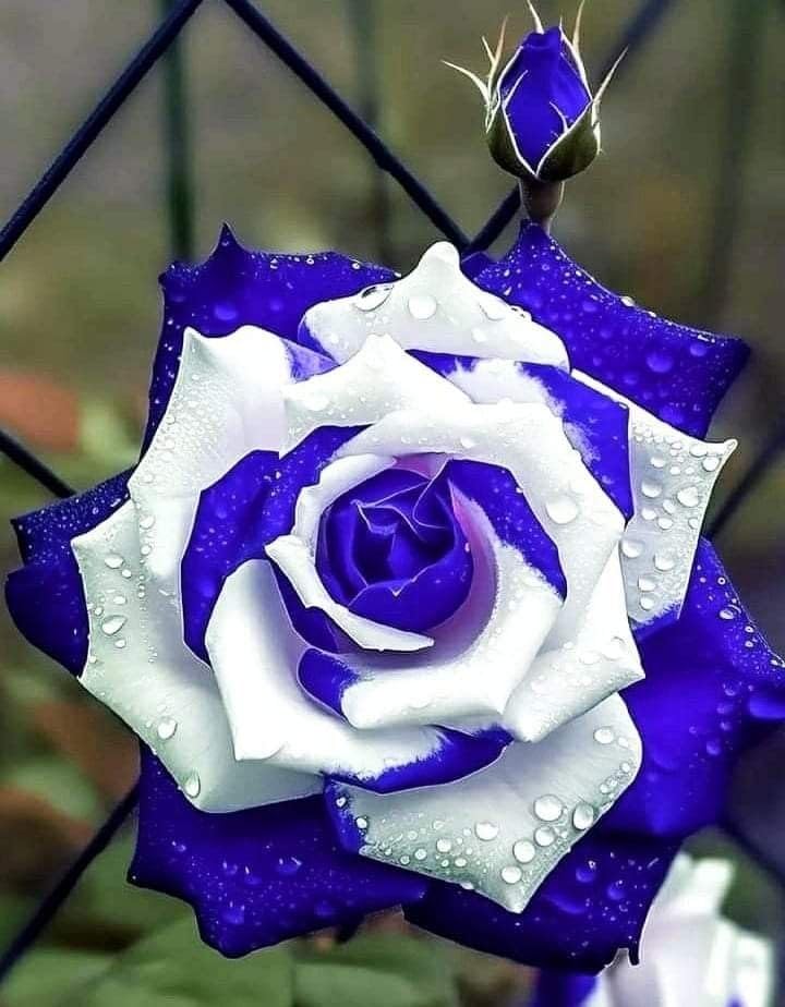 Harvested Rare Rose Plant - Hardy Perennial Rose Shrub - Richly Fragrant - Suitable for Potted and Ground Planting - Beautiful Garden Landscaping/that Grow Fast/Golden Jade Carving-4 Root-F