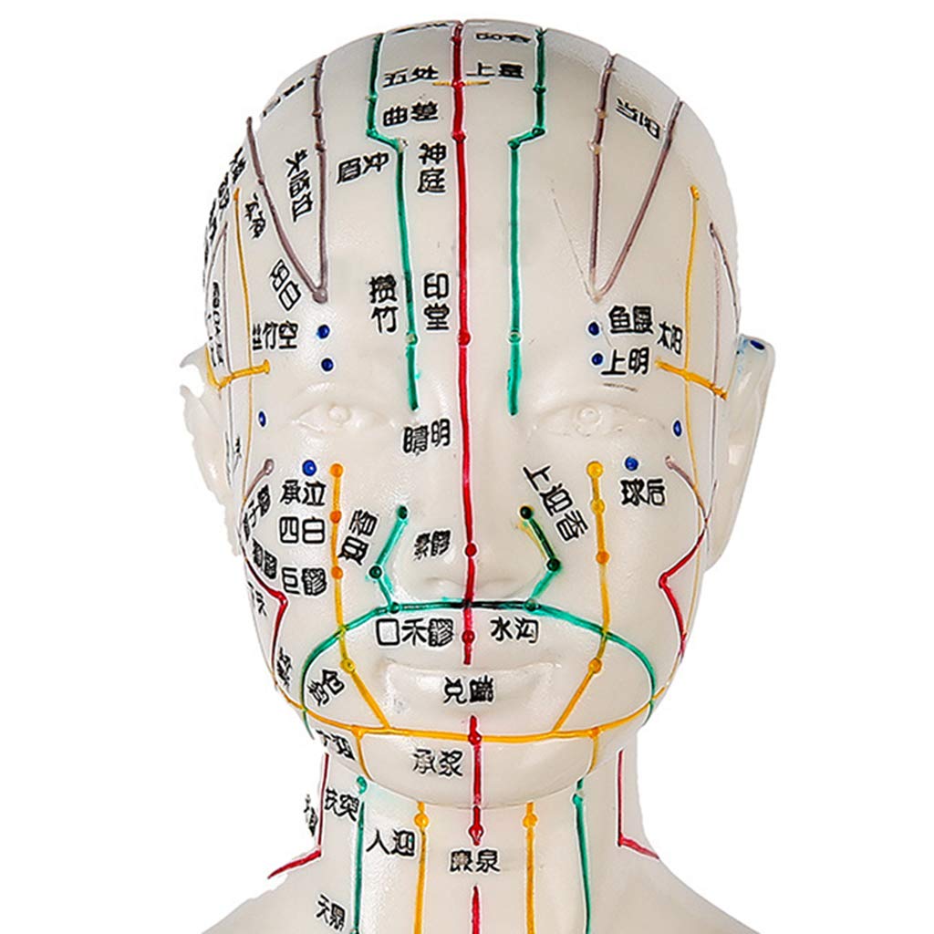 Sjdopulse Women's Acupuncture Model - 50Cm Acupuncture Model - Human Meridian Points Chinese Medicine Acupuncture - For Medical Science Educational Acupuncture Human Body