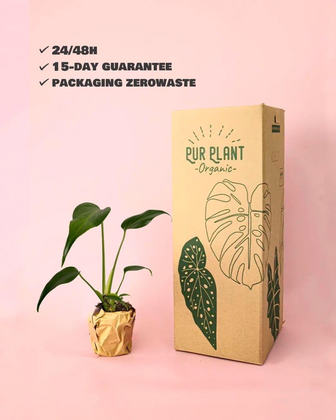 PUR PLANT Monstera Burle Marx M | Planta Natural De Interior Premium y Tropical | Compacta, Resistente y Decorativa | Maceta De Ø12 cm