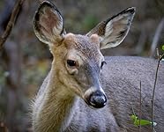 Review Image by Jason D. Neel Jason D. Neel