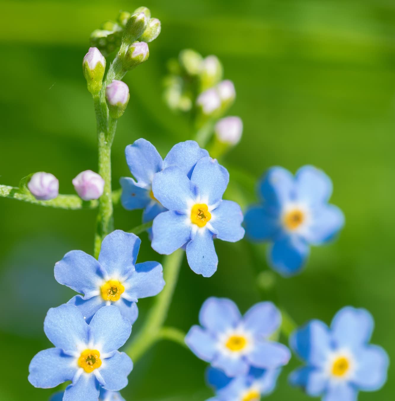 Amazon.com : Earthcare Seeds Forget Me Not Water 200 Seeds