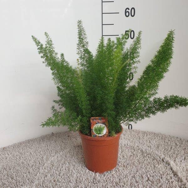 Szparagi ozdobne – Asparagus Densiflorus Meyers – Ø 17 cm – wysokość ok. 50 cm – elegancka roślina pokojowa z drobnymi, krzaczastymi pędami – łatwa w pielęgnacji roślina zielona do salonu, biura i