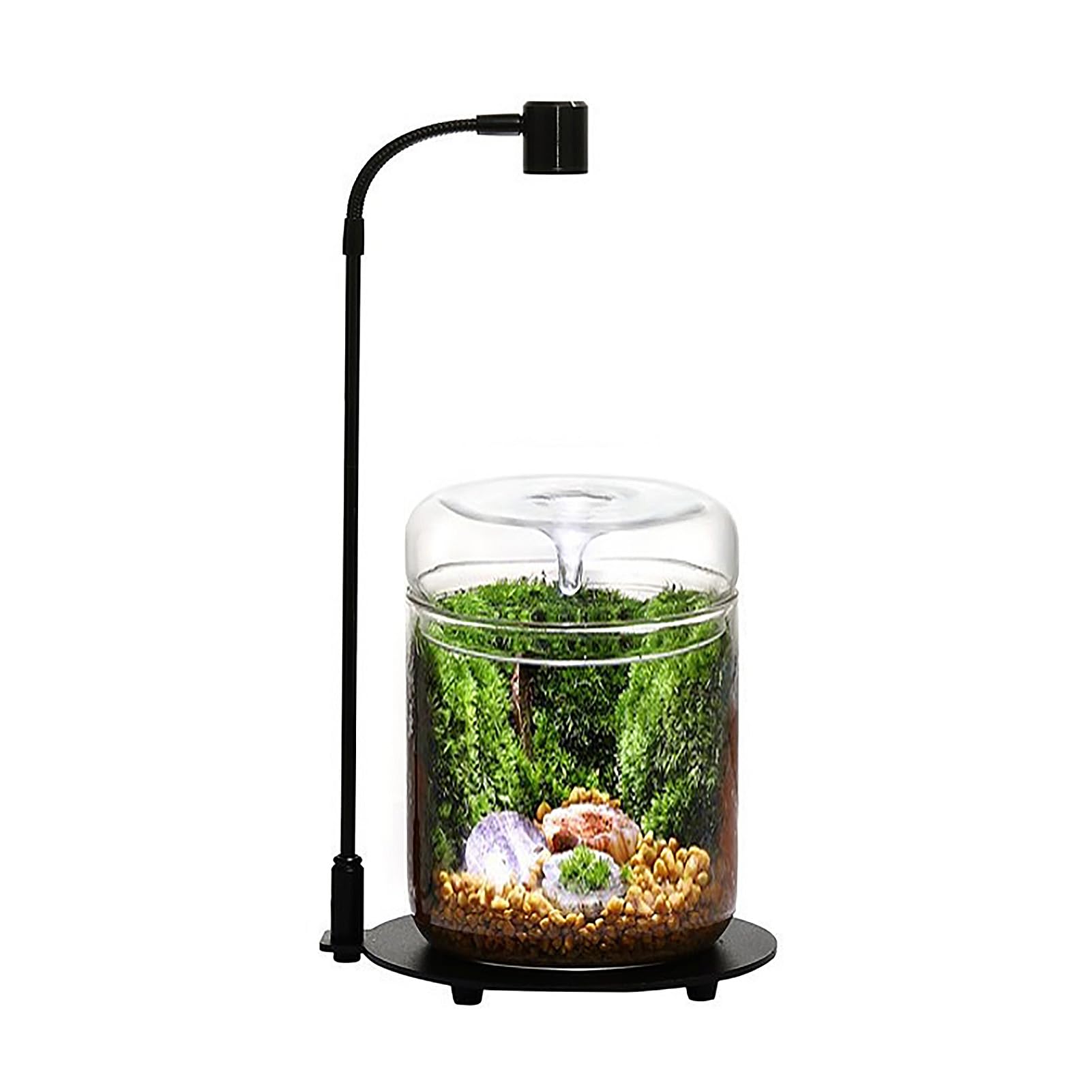 Terrarium en verre 12 x 17,5 cm pour plantes succulentes Plantes aériennes Fougère Mousse Micro paysage Vase pour la décoration de la maison Bureau Plateau de table Conteneur avec couvercle intérieur