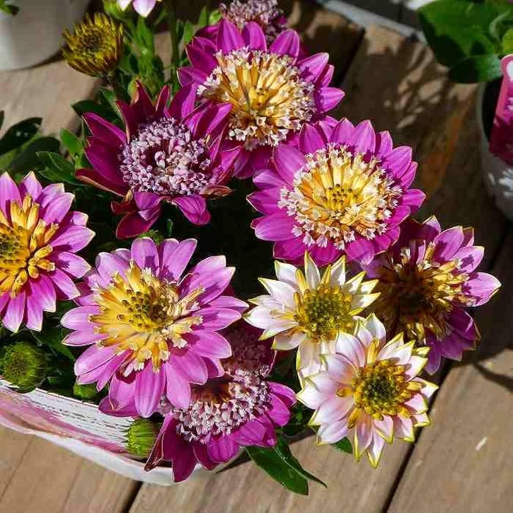 オステオスペルマム❤3苗 抜き苗 オステオスペルマム3苗 抜き苗