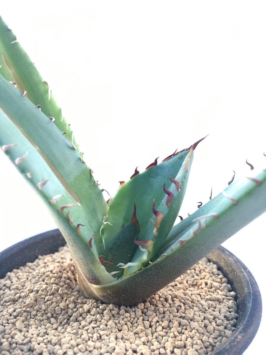 Amazon.co.jp: アガベ チタノタ 強刺アガベAgave titanota FO-076