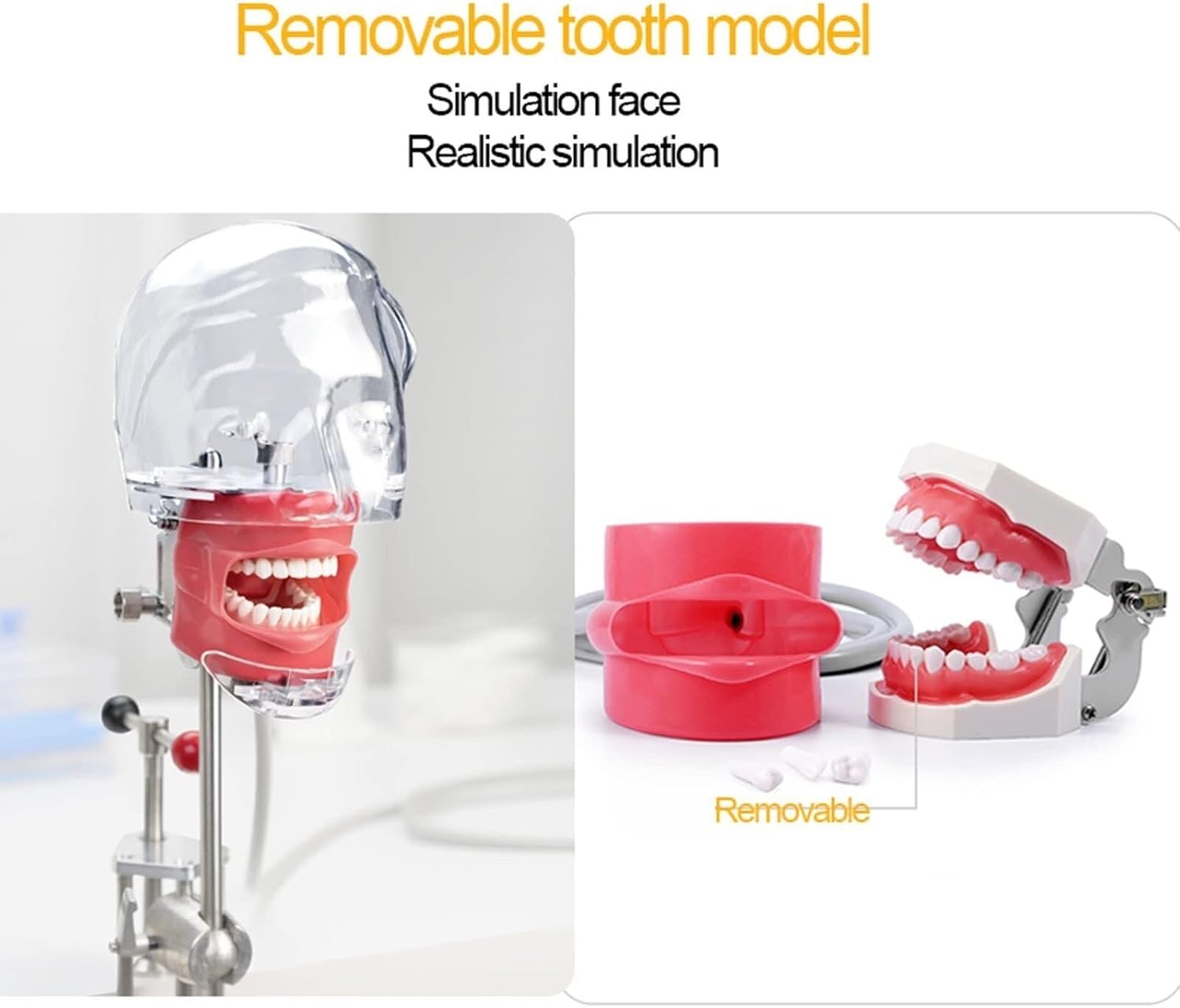 歯科マネキン ファントム