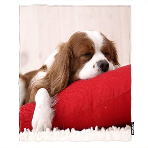 Moslion Manta suave y acogedora de Cavalier King Charles On A Red Cushion Fuzzy Warm Sofá/Manta de cama para adultos y jóvenes poliéster 60 x 80