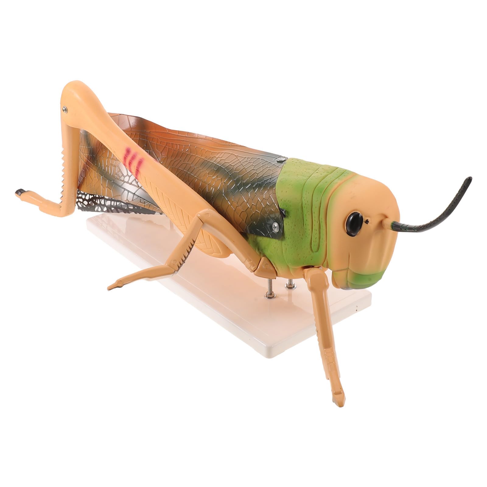 Modelo de Insecto Aula Desmontable de PVC Educativo