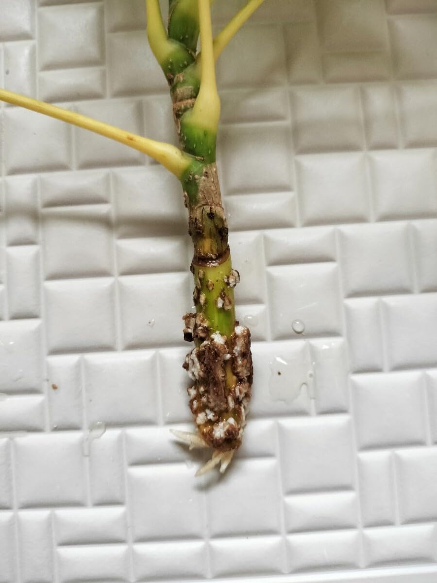 Amazon.co.jp: カポック パキラ 抜き苗 根付き 苗木 2本セット 30