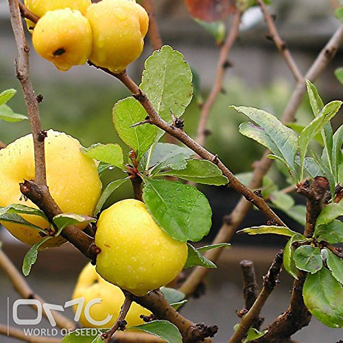 (40 graines) Chaenomeles Japonica/Japonais Quince/Maule Cognassier