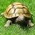 Jumiz Turtle Garden Statue,Outdoor Decoration for Backyard/Patio/Pond/Lawn,Indoor Tortoise Figurine Sculpture Colloction for Floor or Tabletop