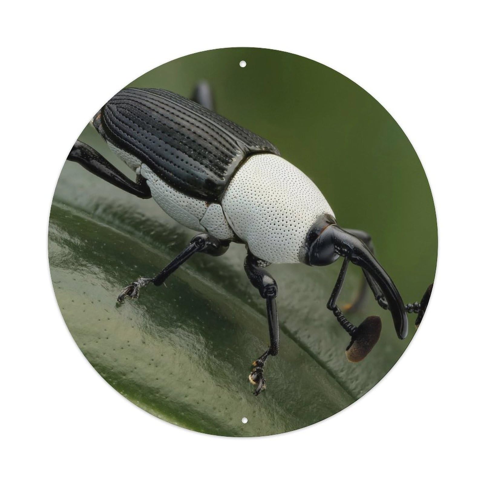 Insect Black And White Weevil Vintage Metal Tin Sign Plaque Wall Decor for Cafe, Club Bar, Office, Garden Metal Poster 8x8Inch