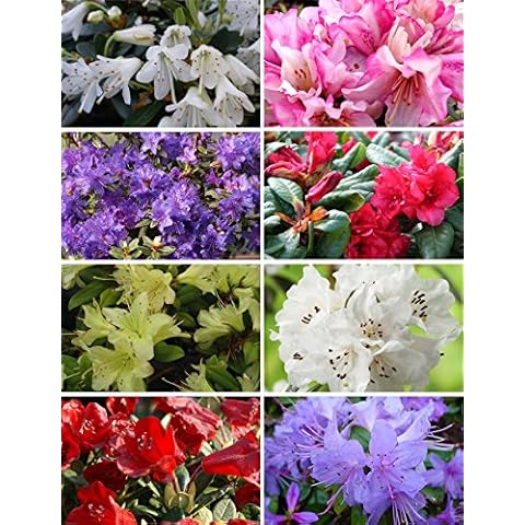 A 8 Plant Pack Mixed Dwarf Rhododendrons Evergreen Garden Shrub Colour Variety Cover