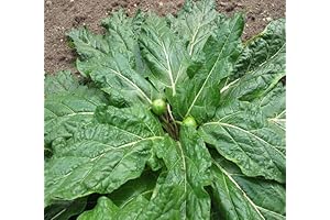 New 80pcs Mandragora Plant Seeds Green